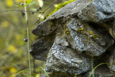 Close-up of rock on tree