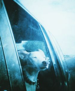 Close-up of dog looking through window