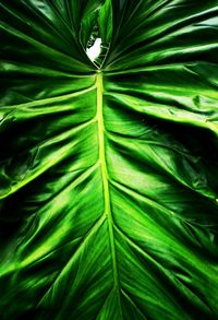 Full frame shot of green leaves