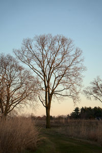 Bare tree on field against clear sky