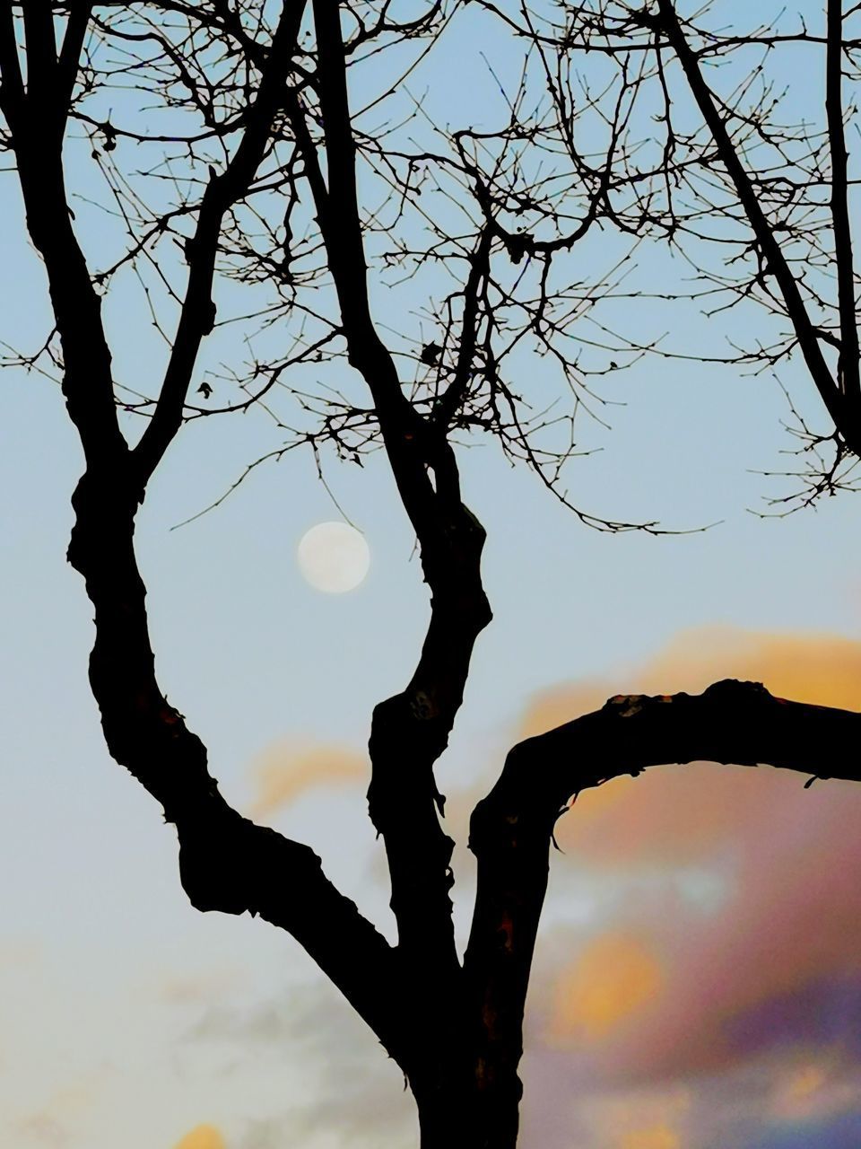 LOW ANGLE VIEW OF SILHOUETTE TREE AGAINST SKY AT SUNSET