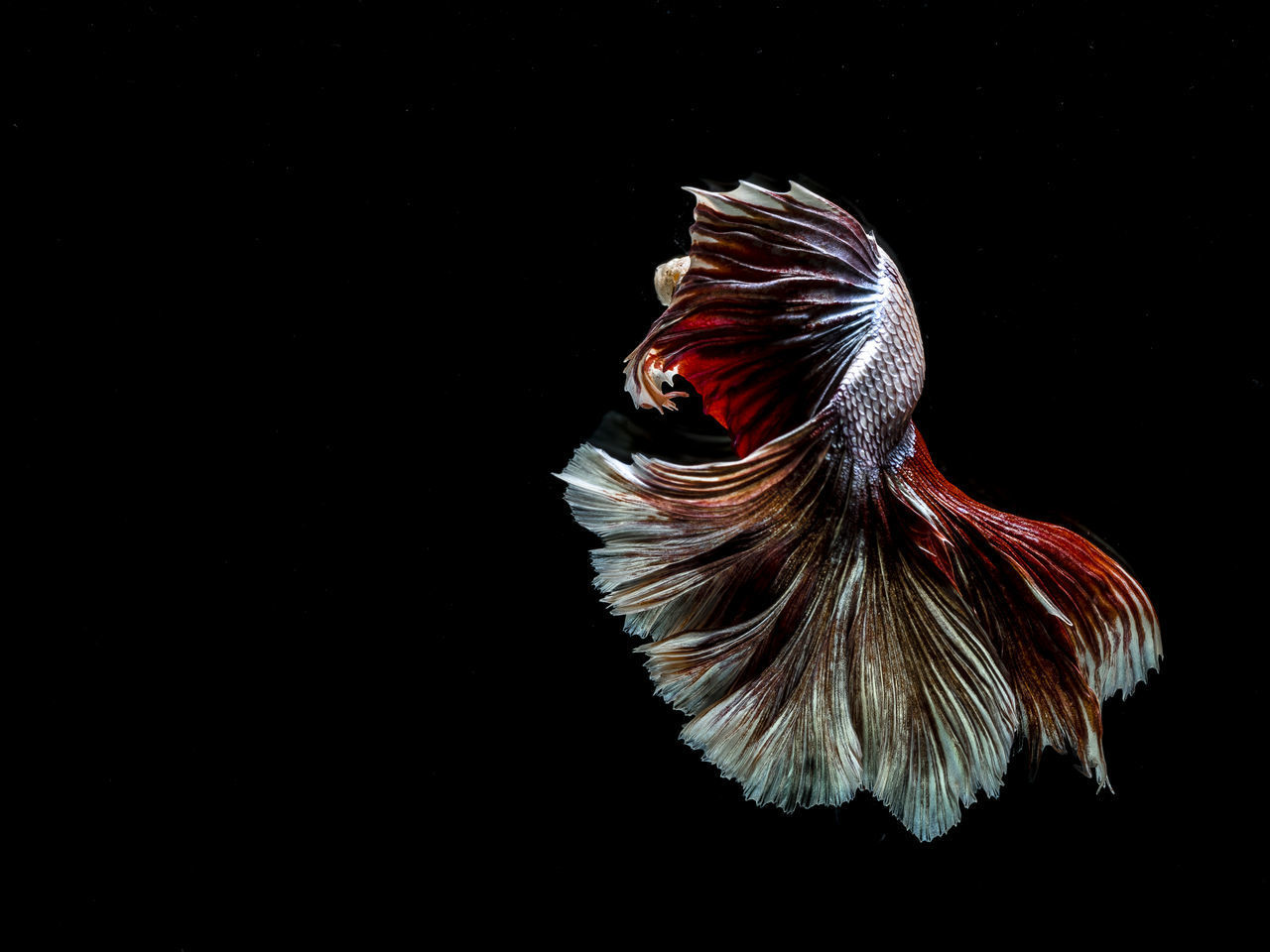 CLOSE-UP OF FISH UNDERWATER