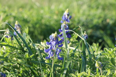 Close-up of purple flowers blooming on field