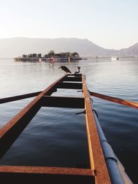 Lake in birds