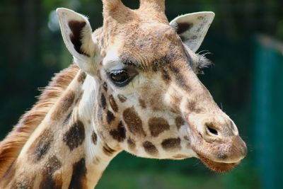 Close-up of giraffe