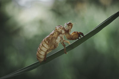 Dragonfly skin