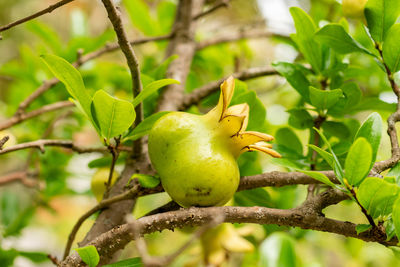 fruit