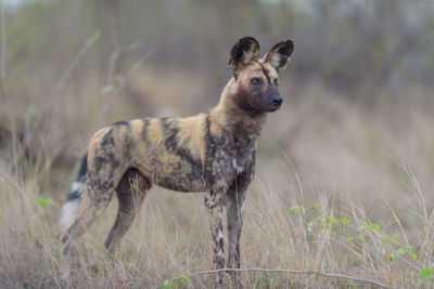 Portrait of an animal on field