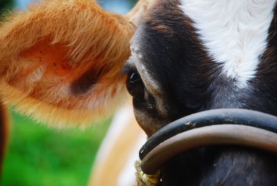 Close-up of cow