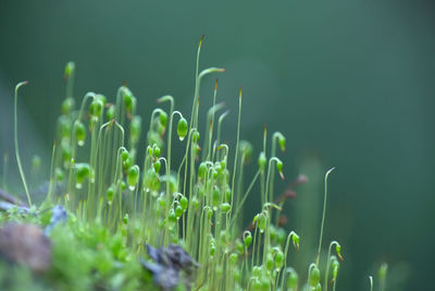 Close-up of fresh green plant on field