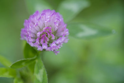 Pink flower