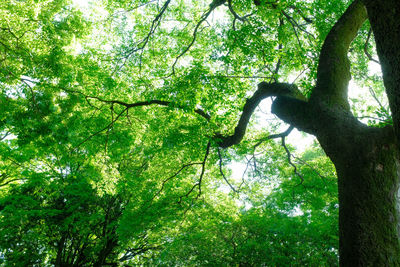 Low angle view of trees in forest