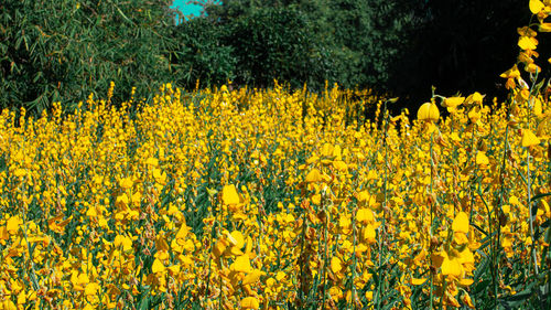 Yellow flowering plants on field