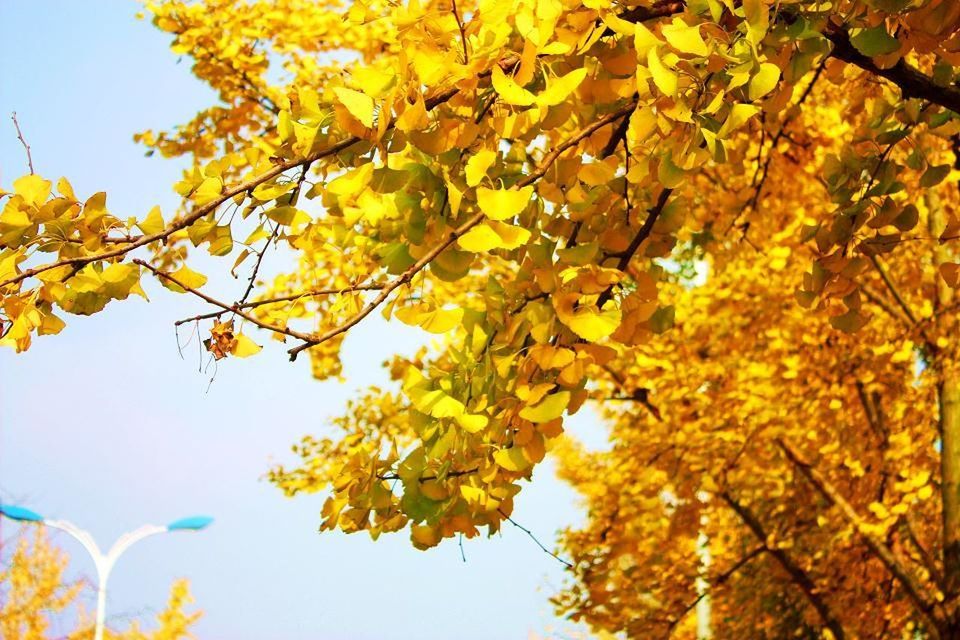 branch, low angle view, tree, yellow, growth, autumn, leaf, nature, season, beauty in nature, change, clear sky, tranquility, day, sunlight, outdoors, sky, no people, freshness, close-up