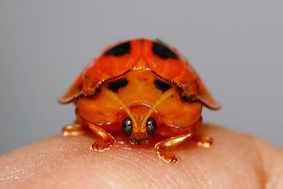 Close-up of human hand on orange