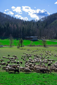 Scenic view of trees on field against sky