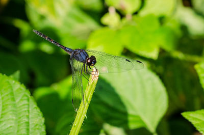 Close-up of insect on plant