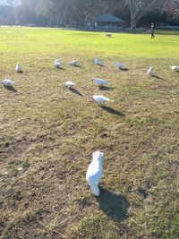 View of seagull flying over land