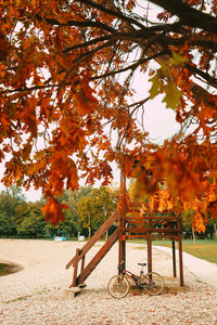 Trees in park during autumn