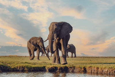 Elephants on field against sky during sunset