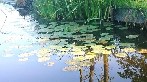 Reflection of trees in water