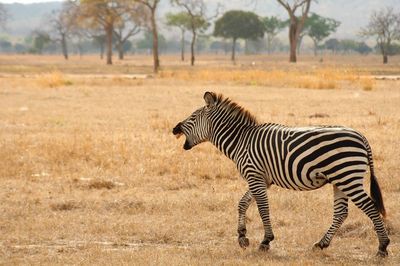 Zebra standing on field