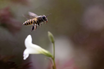 Close-up of bee hovering by flower