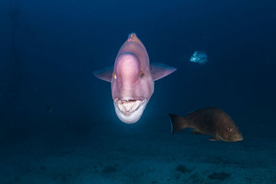 Fish swimming in sea