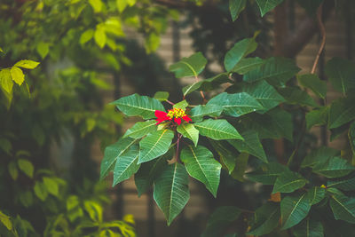 Close-up of plant