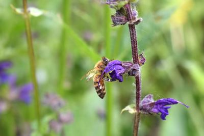 Close-up of insect on purple flower