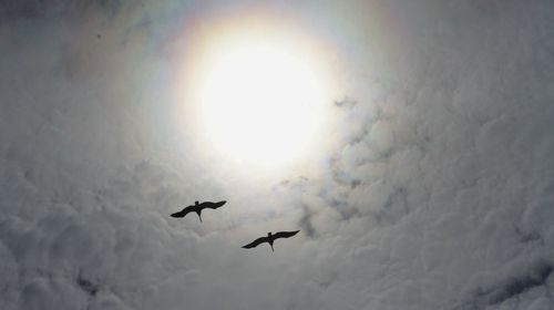 Low angle view of silhouette birds flying against sky