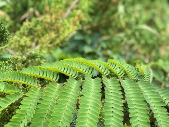 Close-up of green leaves on tree