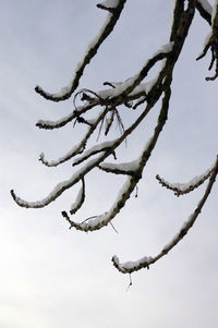 Low angle view of bare tree against sky