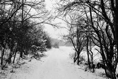 Bare trees on snow covered landscape