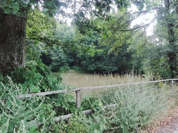 Trees growing in forest