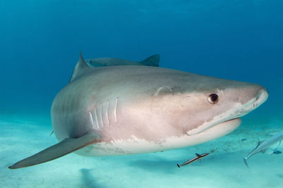 requiem shark