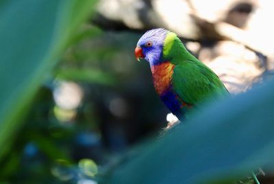 Close-up of parrot perching on leaf