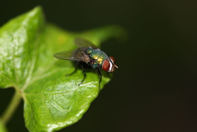 Close-up of fly on leaf