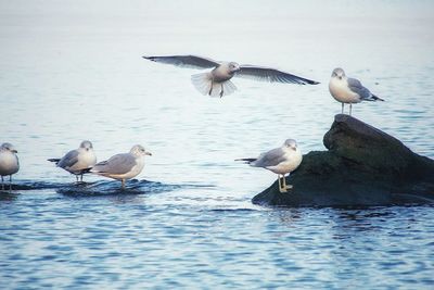 Seagulls flying over sea