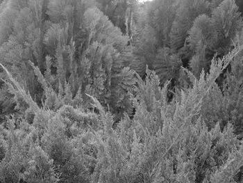 High angle view of pine trees in forest during winter