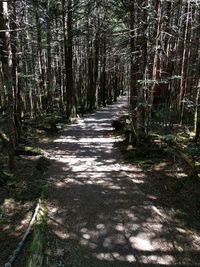 Road passing through forest