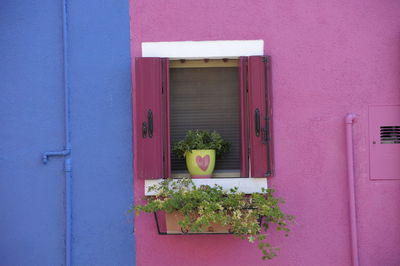 Close-up of potted plant against house