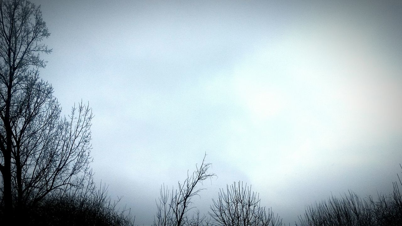 Tree's and sky