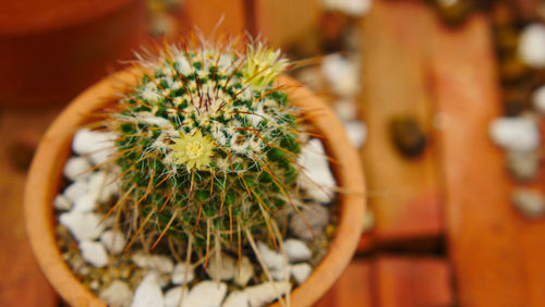 Close-up of cactus flower pot