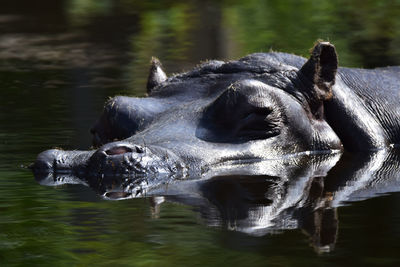 Close-up of duck swimming in lake