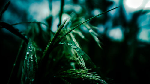 Close-up of wet grass