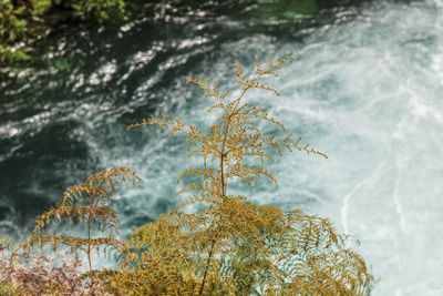 Close-up of plant against water in forest