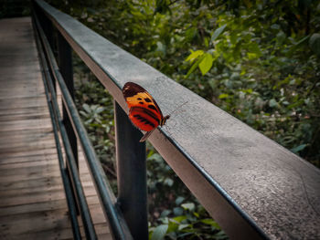 High angle view of butterfly on wood