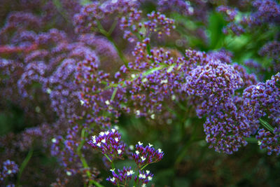 Close-up of fresh purple flowers blooming in garden