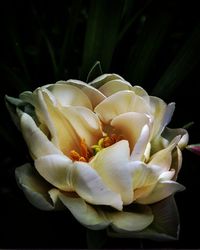 Close-up of white flowering plant